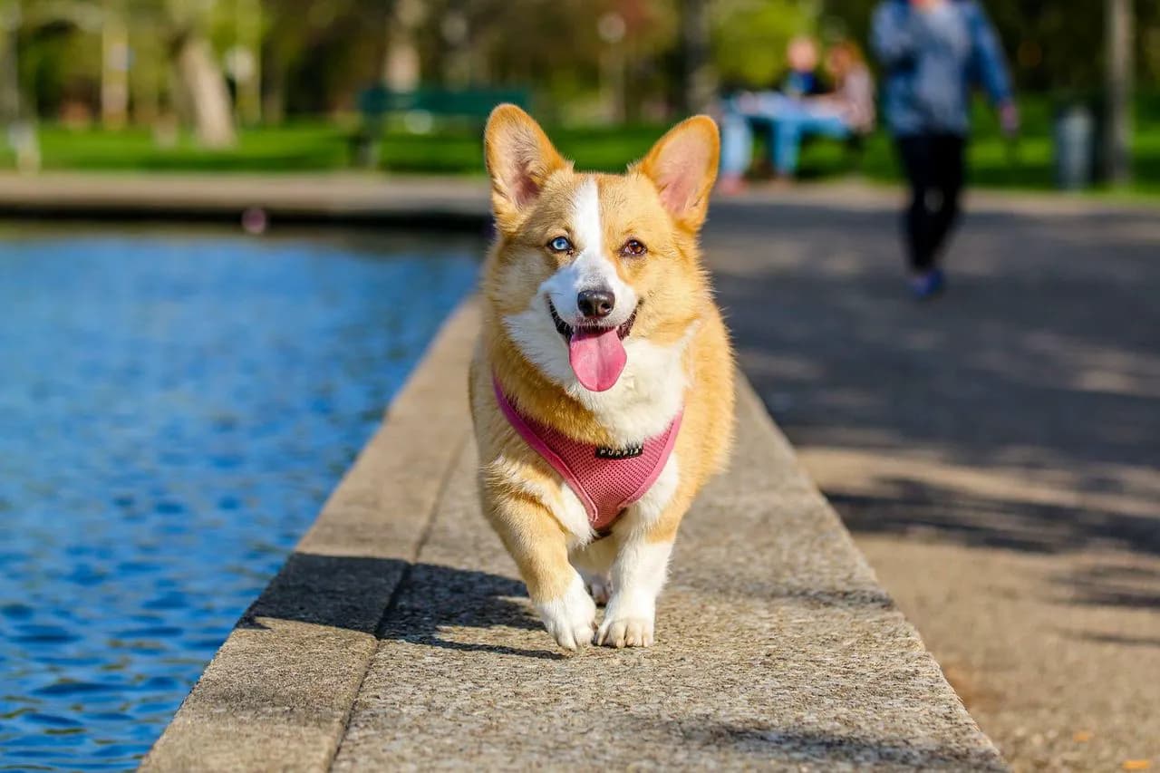 Corgi mit pinkem Hundegeschirr läuft am Wasser entlang
