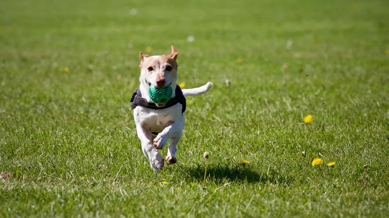 Aktiver Hund rennt fröhlich über eine Wiese