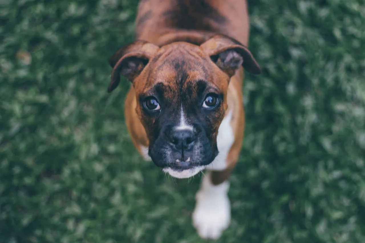 Kräftiger Hund blickt aufmerksam in die Kamera