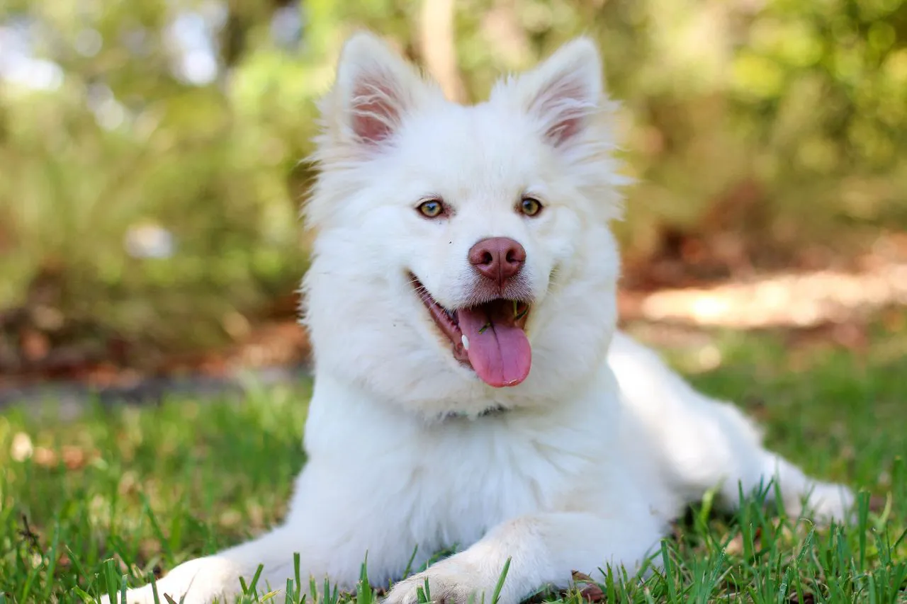 Ruhiger heller Hund schaut aufmerksam in die Kamera