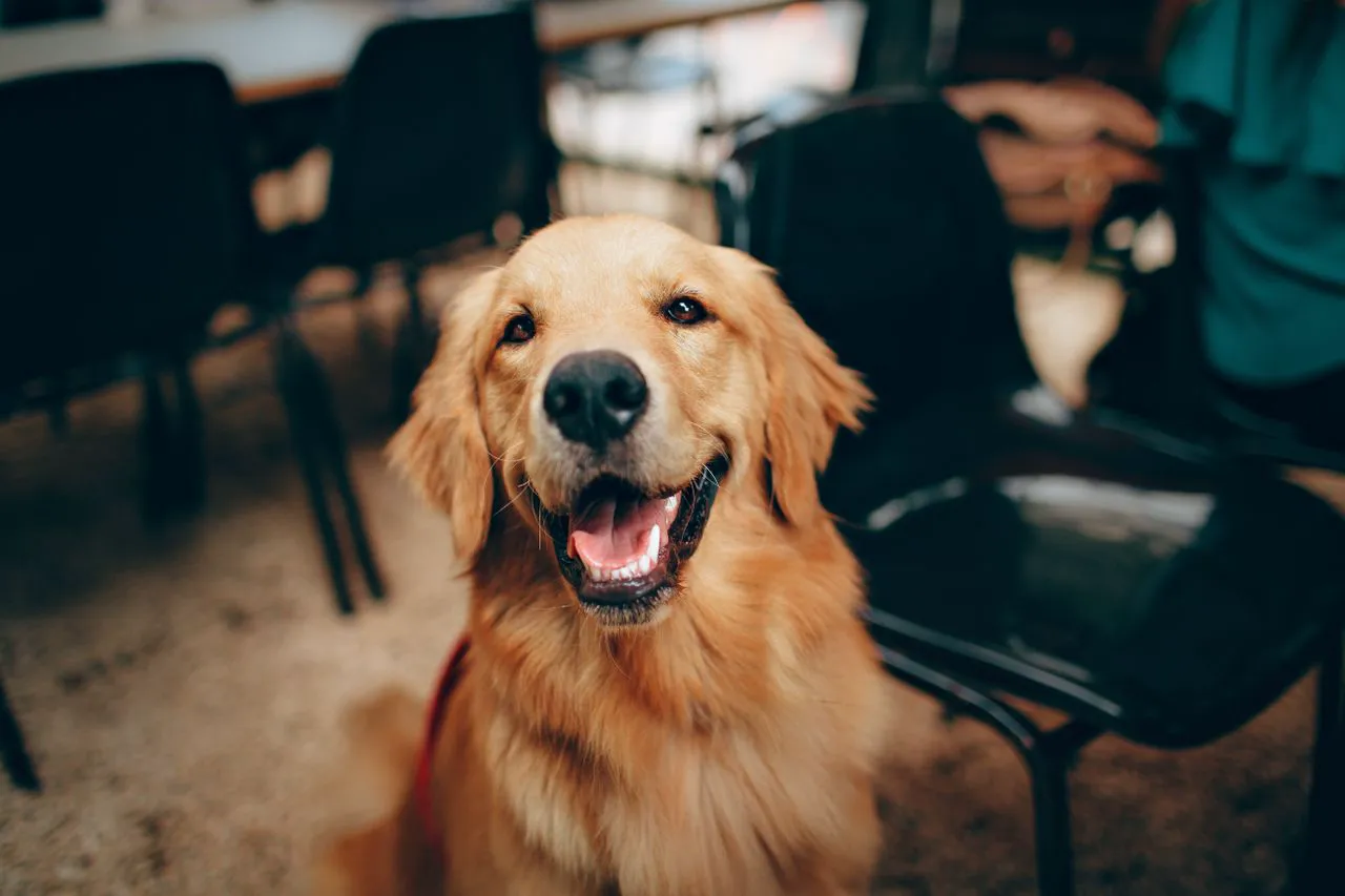 Golden Retriever sitzt entspannt und zufrieden